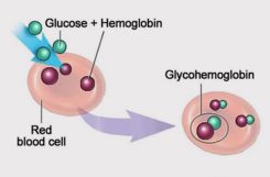 Что показывает гликозилированный гемоглобин?