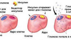 Как вырабатывается инсулин в организме?