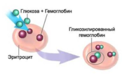 Что показывает гликозилированный гемоглобин