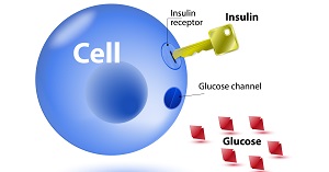 Виды инсулина, его действие и способы введения