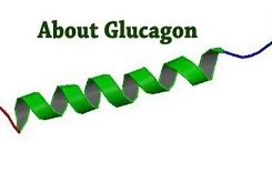 Что такое гормон глюкагон и какие его функции?